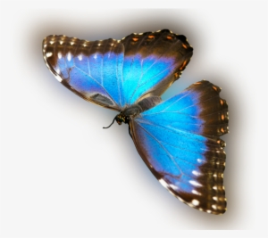 Color Palette Ideas From Butterfly Moths And Butterflies - Butterfly #4178302