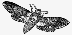 The First Insect Illustration Is Of A Death's Head - Moth Insect Vintage Illustration #4178335