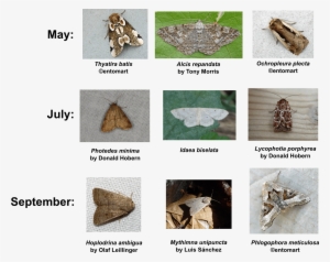 In The Figure Below You See The 3 Moth Species That - Bats Important #4178384