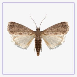 Mediterranean Flour Moth - Ephestia Kuehniella #4178531 Mediterranean Flour Moth - Ephestia Kuehniella #4178531