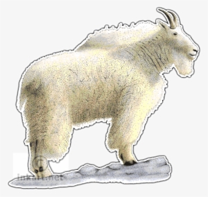 Mountain Goat Png Download - Mountain Goat #4179258
