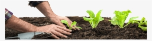 Home - Pots - Vegetable #4179378