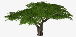 Acacia Tree Png - Umbrella Thorn Acacia Png #4179380