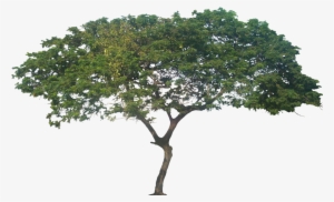 Mature Tree, Height - Samanea Saman Png #4179466