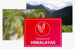 Specific Type Of Acacia Catechu Species Found In Himalayan - Summit #4179494
