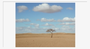 A Solitary Acacia Tree In The Barren Landscape Of The - Barren Landscape #4179500