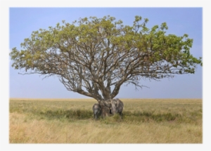 Family Of Elephants Hiding In A Shade Of Acacia Tree - National Park #4179521