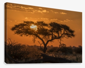 Silhouette Of Acacia Tree At Orange Sunset #4179568