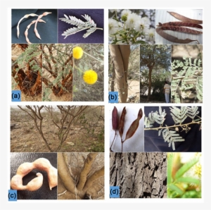 Acacia Species Collected From Al-baha Province Of Saudi - American Aspen #4179606