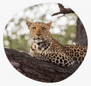 Leopard Reclining In A Tree - Leopard #4180314