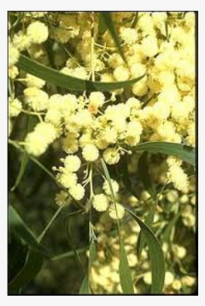 Acacia Hickory Wattle - Acacia #4180388