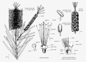 Callistemon Illustration - Melaleucas: Their Botany, Essential Oils And Uses [book] #4180415