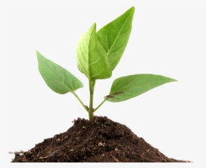 We Create Brilliant Perspectives And Crystal Clear - Plants That Undergo Photosynthesis #4181300