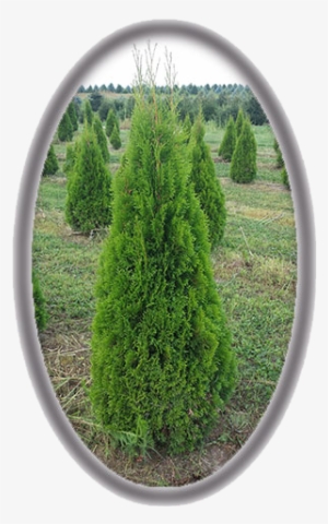 Thuja Occidentails 'smaragd' - Pond Pine #4184371