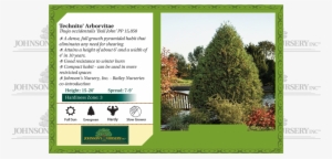 Technito Arborvitae Thuja Occidentalis Bail John Benchcard - Hydrangea Invincibelle Mauvette #4184396