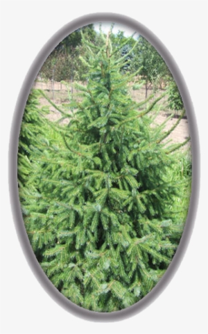 Serbian Spruce - Christmas Decoration #4184795