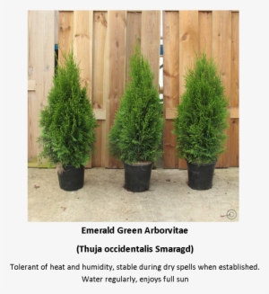Picture - Thuja Occidentalis Smaragd C2 #4185051