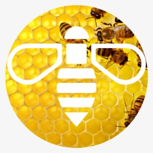 Why Bees Are Important To Our Planet - Applied And Economic Zoology #4186743