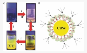 Biomimetic Inspired Core Canopy Quantum Dots - Circle #4186918