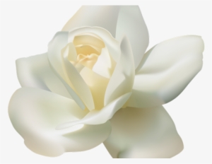 White Rose Png Transparent Images - Белые Розы Пнг #4187272