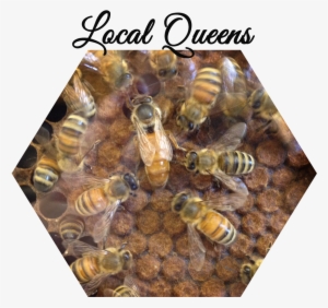 Services - Honeybee #4187294