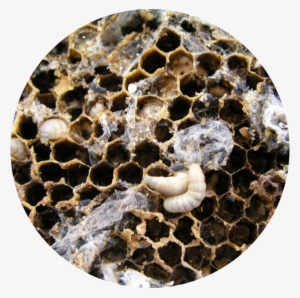 Wax Moth Larvae, Wax Moth Adult, Wax Moth Damage - Honey Bee Wax Moth #4187332