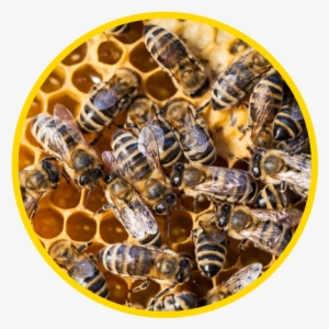 Bees - Dancing Bees And Other Amazing Communicators #4187544