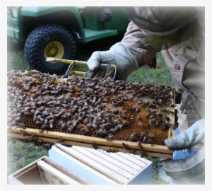 Hale's Honey Is Of The Wildflower Variety - Beehive #4187549