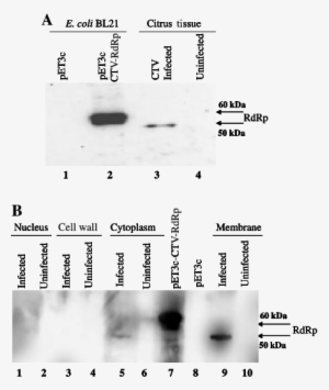 In Vivo Expression Analysis Of The Rna Dependent Rna - Number #4187783