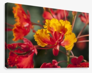 Close Up Of Mexican Bird Of Paradise Flowers #4188612