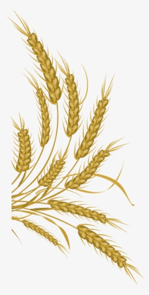 Wheat Png Download - Wheat Vector Free Download #4190425 Wheat Png Download - Wheat Vector Free Download #4190425