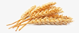 Wheat Grains Png #4190459