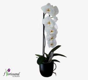 00 Add To Cart - Orchids #4190854