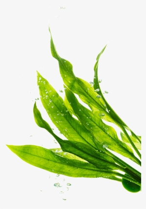 Png Transparente De Hojas Verdes - Seagrass Transparent Background #4190936