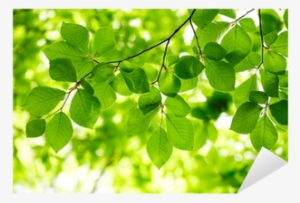 Vinilo Pixerstick Hojas Verdes De Fondo • Pixers - Shinji Kajitani #4190964