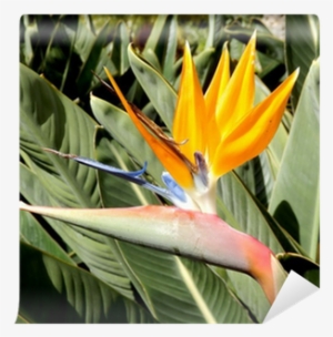 Head Of The Bird Of Paradise Plant Set Against Lush - Lozano Plantas #4191407