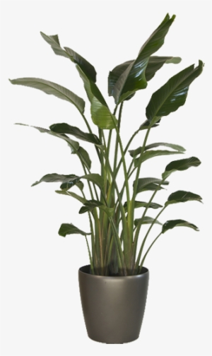 Large Indoor Bird Of Paradise #4191425