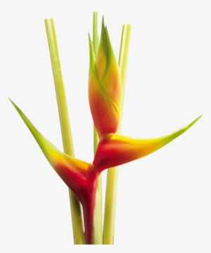Heliconia Aurea Yellow - Flores De Colombia Png #4191471