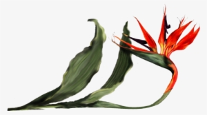Bird Of Paradise Orchid - Bird Flower Leave Png #4191595