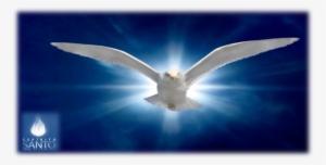 Aparecerá Várias Respostas, Inclusive, O Significado - Holy Spirit #4191624