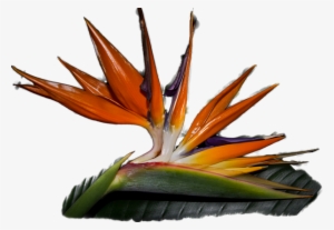 Click And Drag To Re-position The Image, If Desired - Bird #4191799