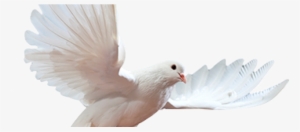 Pomba - Psychic School - How To Become A Psychic Medium #4191822