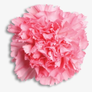 Phi Mu Flower - Pink Carnation Transparent Background #4191842