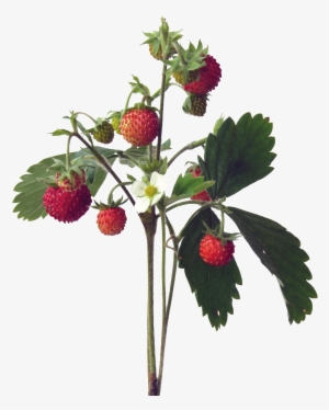 Lychee Cartoon Transparent - Frutti Di Bosco #4191910