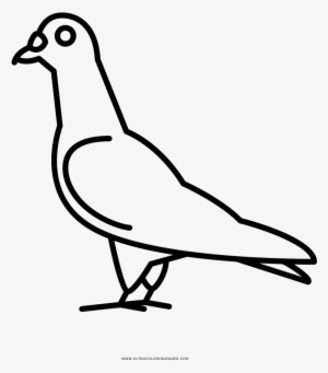 Pigeon Coloring Page - Line Art #4192102 Pigeon Coloring Page - Line Art #4192102