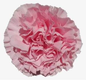 Ilusion - Carnation - Carnation #4192127