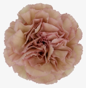 Creola Carnation #4192170