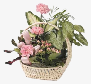 Dish Garden With Pink Carnations - Floristry #4192222