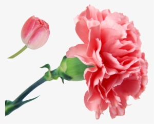 Fragrant Pink Flower Cartoon Transparent - Carnation Flower #4192253