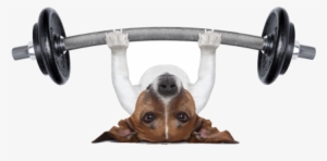 Dog Lifting Weights R - Personal Trainer Dog Poster 19 X 13in #4192313